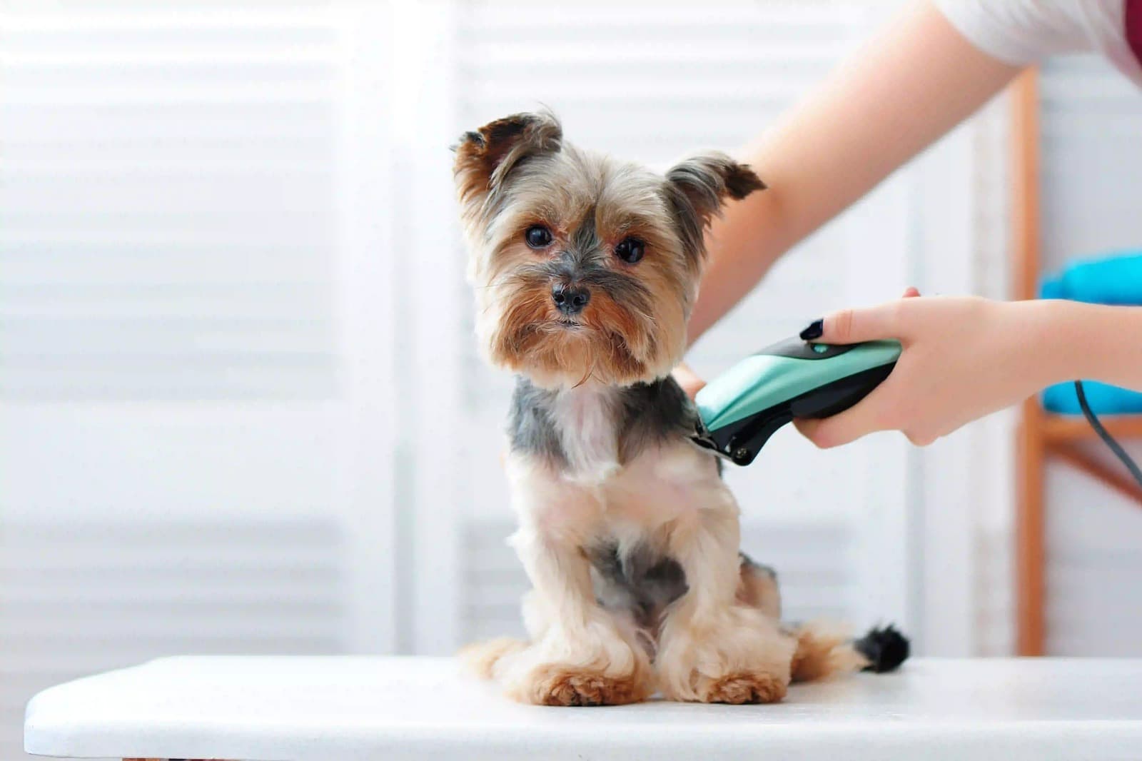 UK Pet Certificates Made Easy Using Vet Home Certs