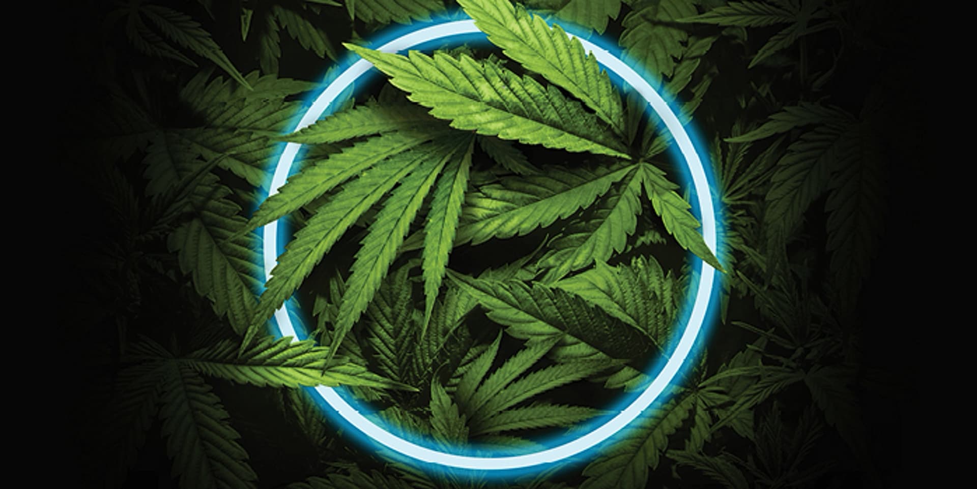 Csc hamburg | Dein legaler Cannabis-Club