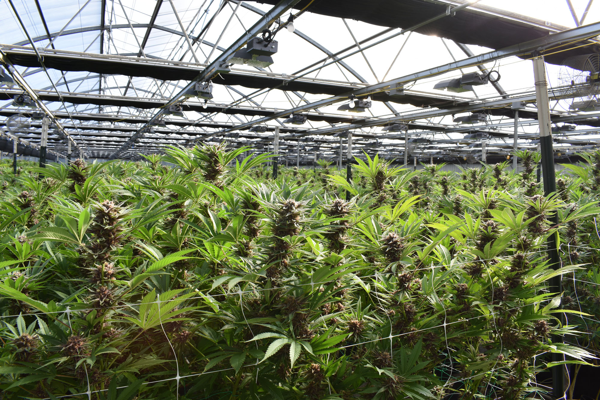A Visitor’s Guide to Cannabis Clubs Lloret de Ma