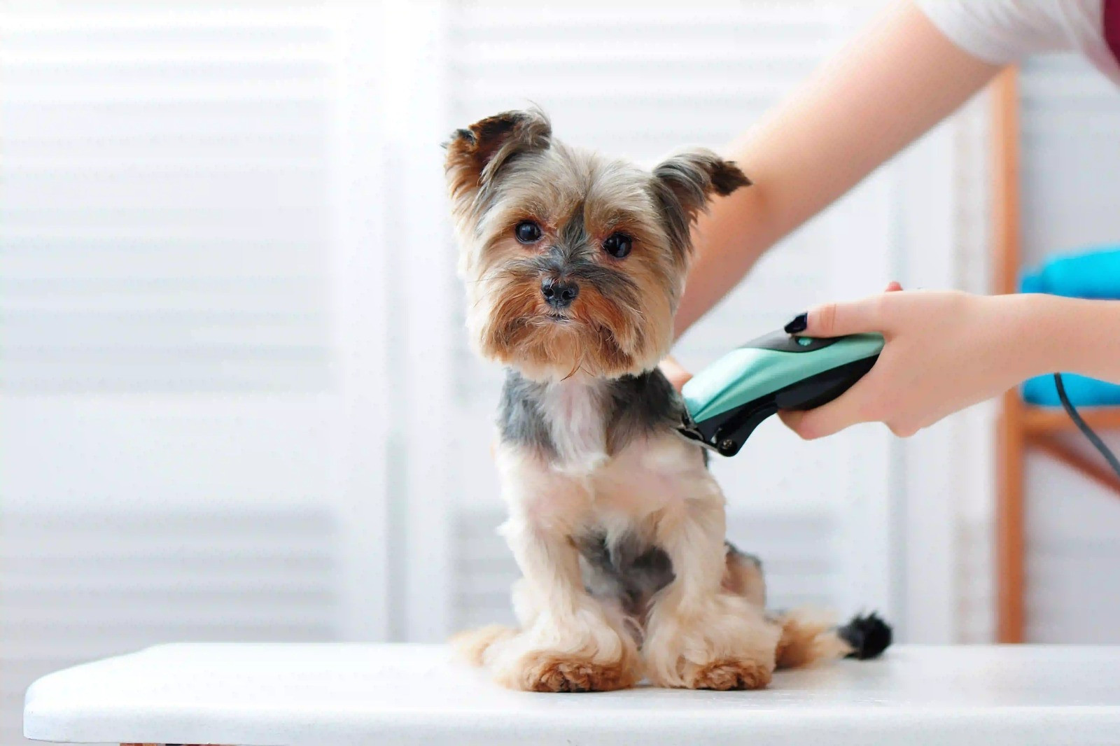 UK Pet Certificates Made Easy Using Vet Home Certs