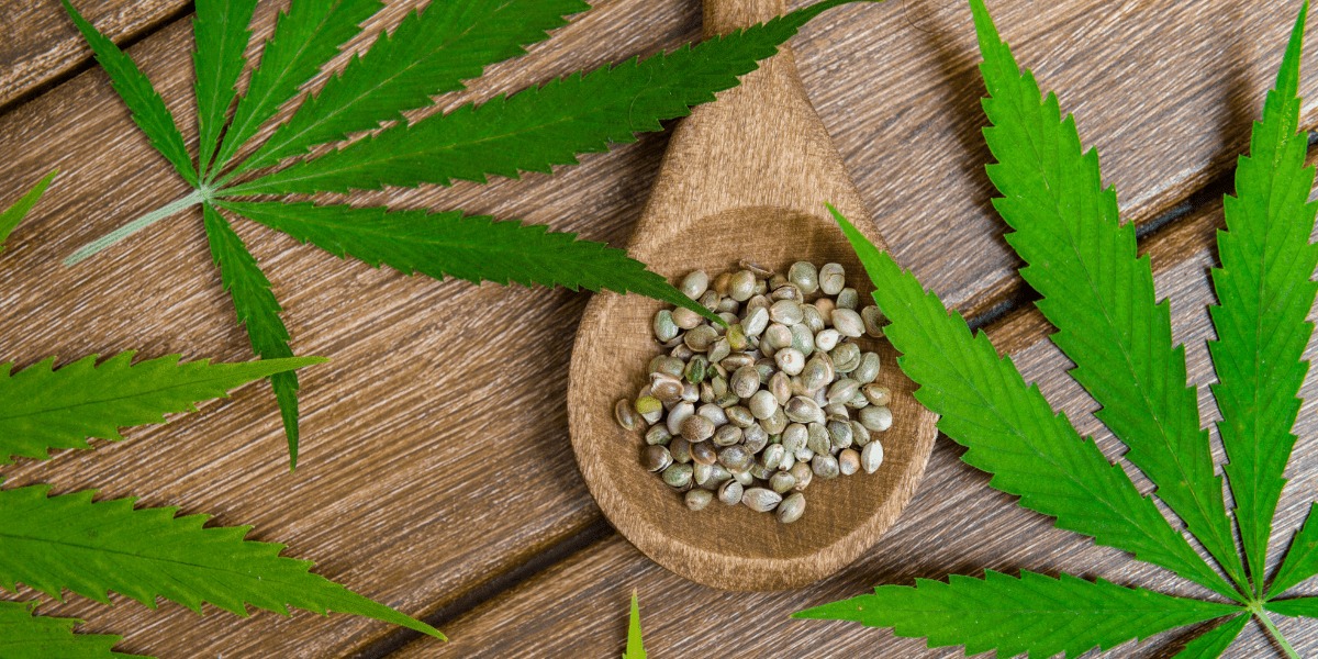 Cannabis Social Club – Cannabis Social Club at Clubs Cannabis Madrid