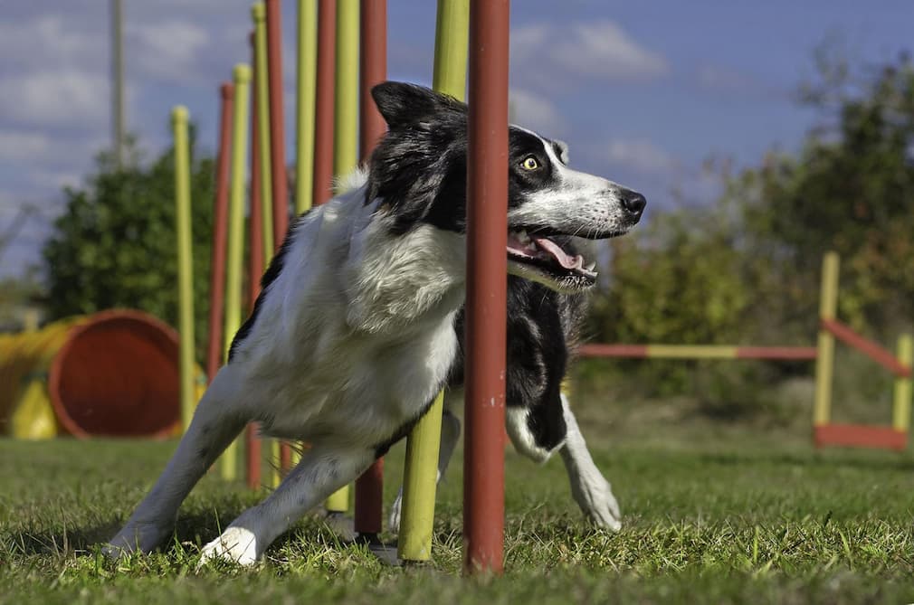 Unlock Your Dog’s Potential with Sniffing Classes for Dogs