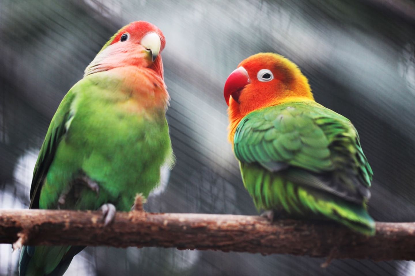 Cockatoo Parrots – Fertile Eggs Available Amazing Birds Farm