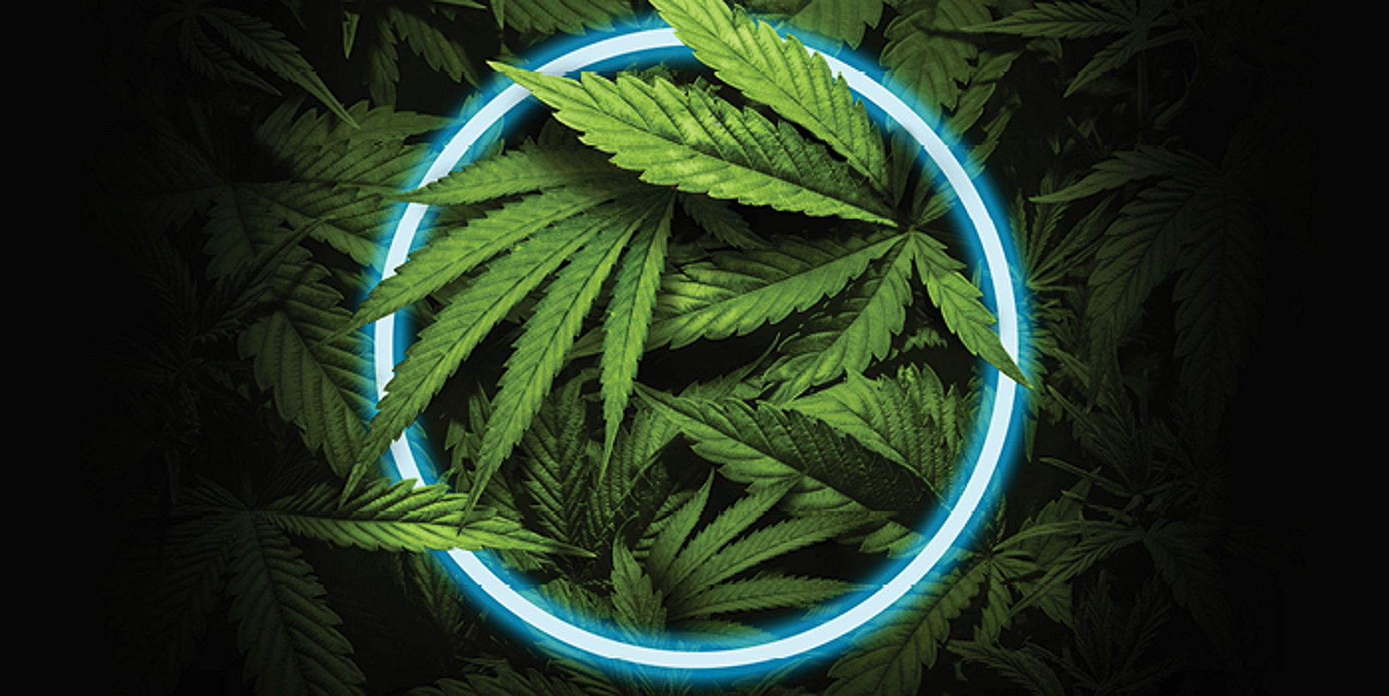 Csc hamburg | Dein legaler Cannabis-Club