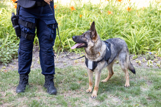 Security Dog Services Cardiff – Trained Security Dogs for Protection