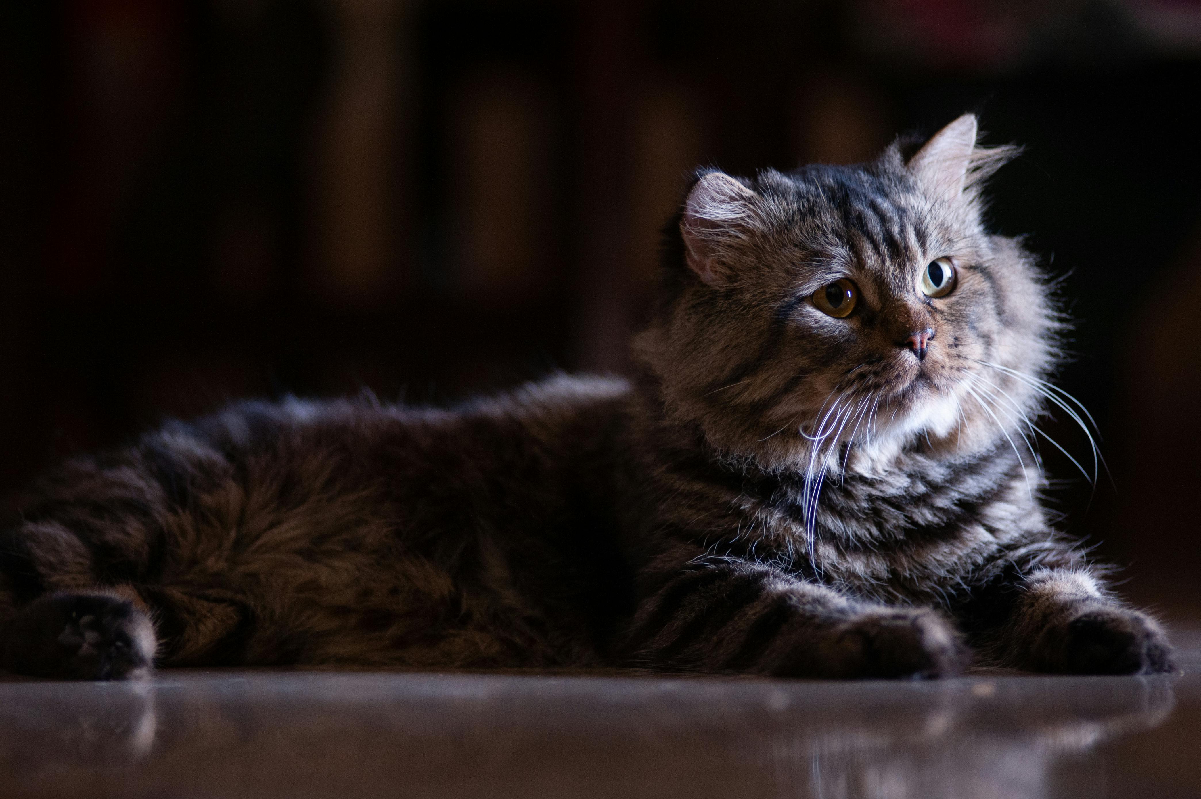 Pedigreed Maine Coon Kittens for Sale with Loving Temperaments