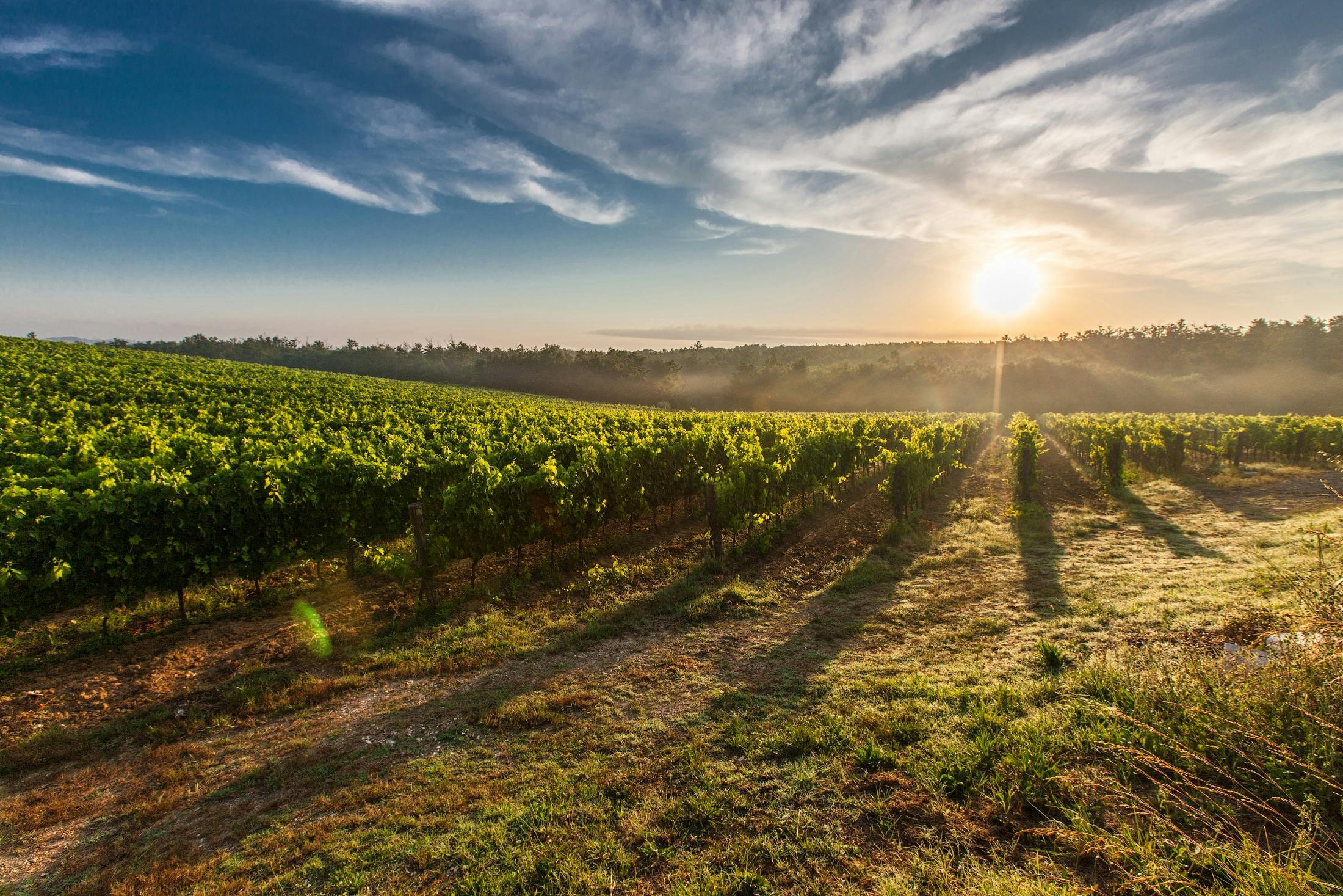Hidden Gems of Northern California Wine Country